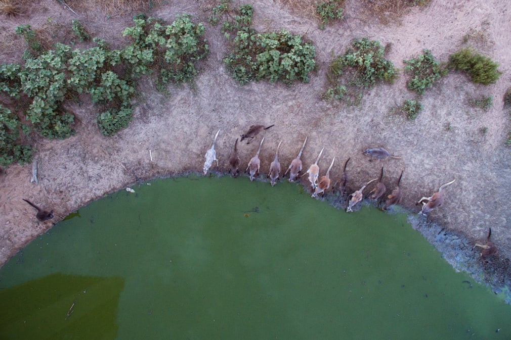 Những con kangaroo uống nước dưới hồ Cawndilla gần Menindee, New South Wales, Australia. (Nguồn Guardian)