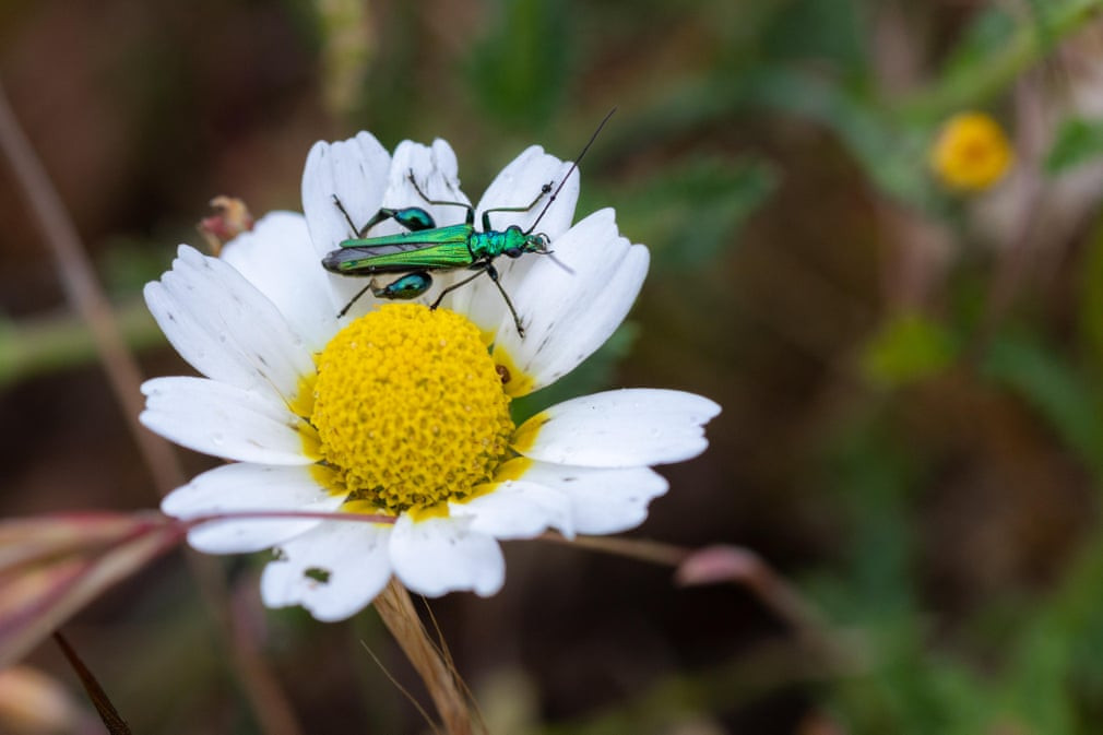 Bọ cánh cứng đậu trên bông hoa cúc trắng ở Tây Ba Nha. (Nguồn Guardian)