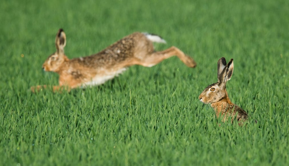 Cặp thỏ nâu chạy trên cánh đồng ở thành phố Hanover, Đức. (Nguồn Guardian)