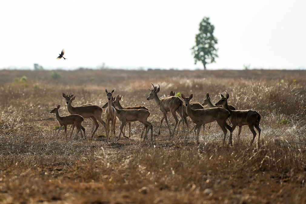Đàn nai cà tông kiếm ăn trong khu bảo tồn thiên nhiên Shwe Settaw ở vùng Magway, Myanmar. (Nguồn Guardian)