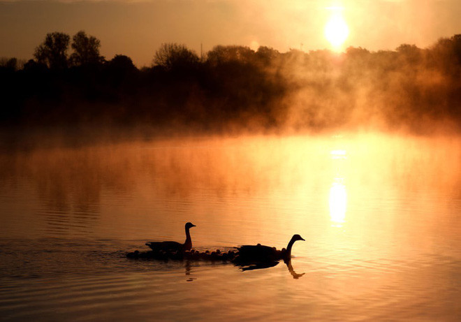 Cặp ngỗng Canada và đàn con của chúng bơi trên hồ Overton trong công viên Nene ở Peterborough, Anh. (Nguồn Guardian)
