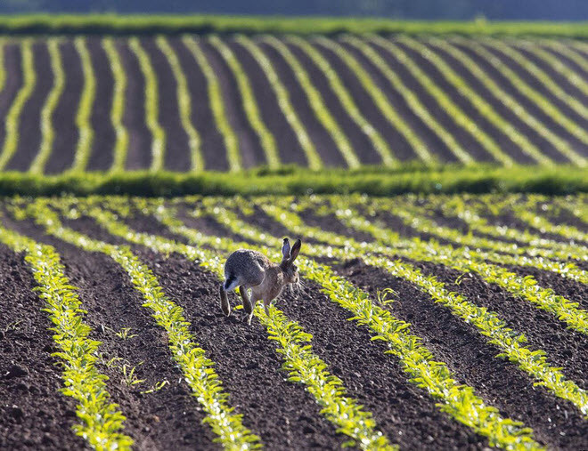 Thỏ rừng chạy trong một trang trại ở thành phố Frankfurt, Đức. (Nguồn Guardian)