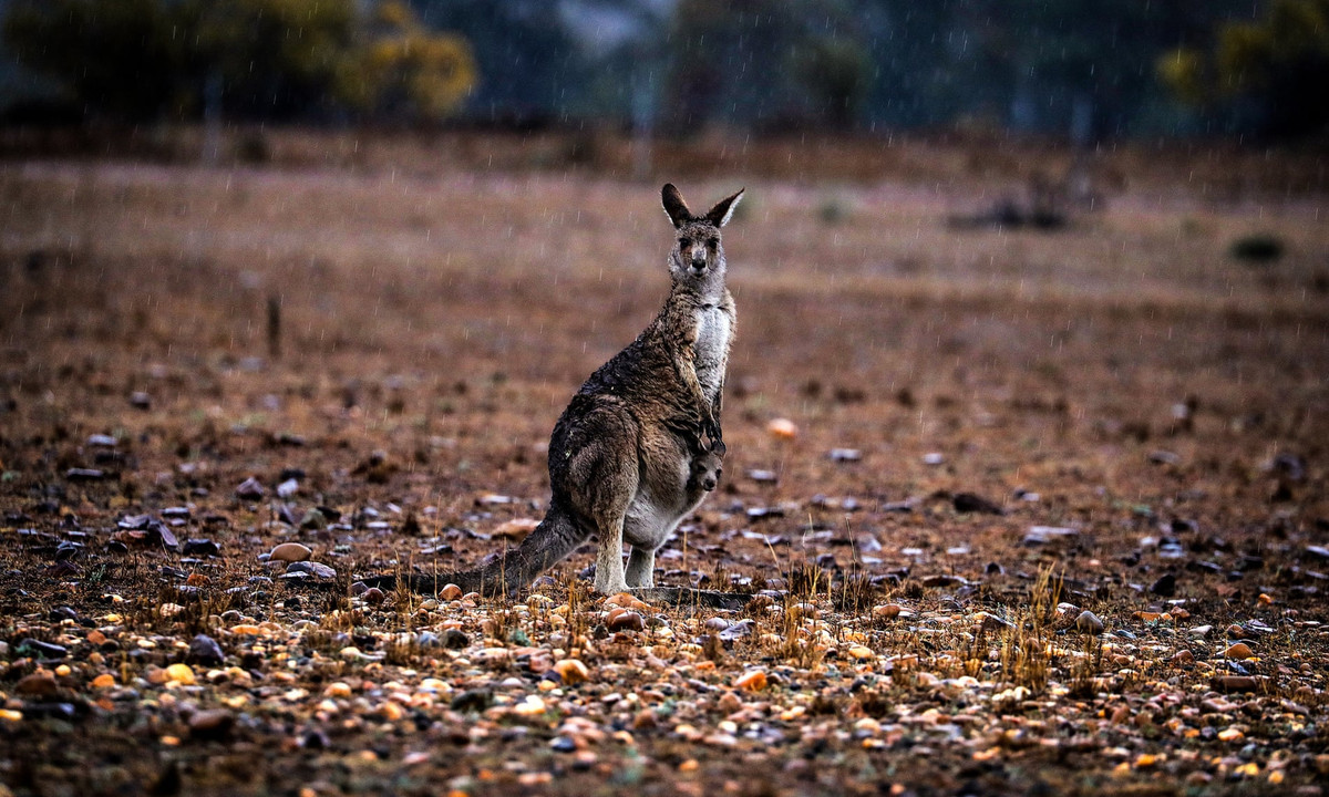Chuột túi mang theo con nhỏ đứng dưới trời mưa ở ngoại ô Dubbo, Australia. (Nguồn Guardian)