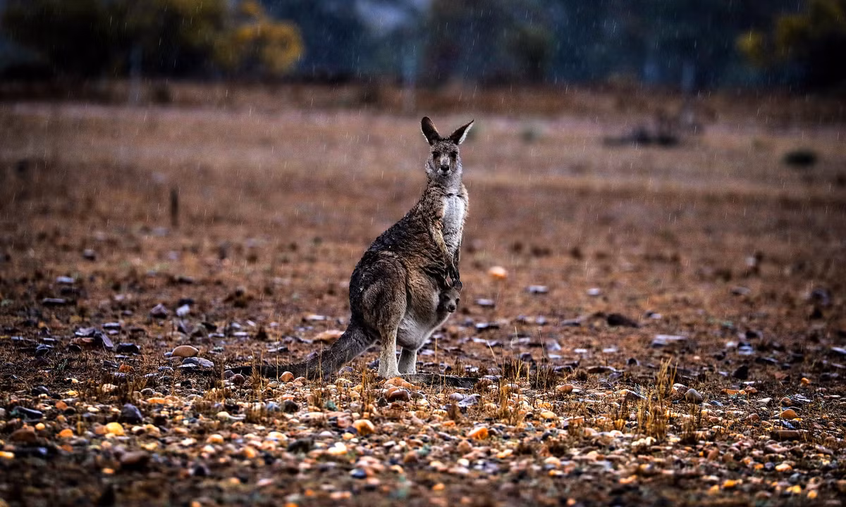 Chuột túi mang theo con nhỏ đứng dưới trời mưa ở ngoại ô Dubbo, Australia. (Nguồn Guardian)