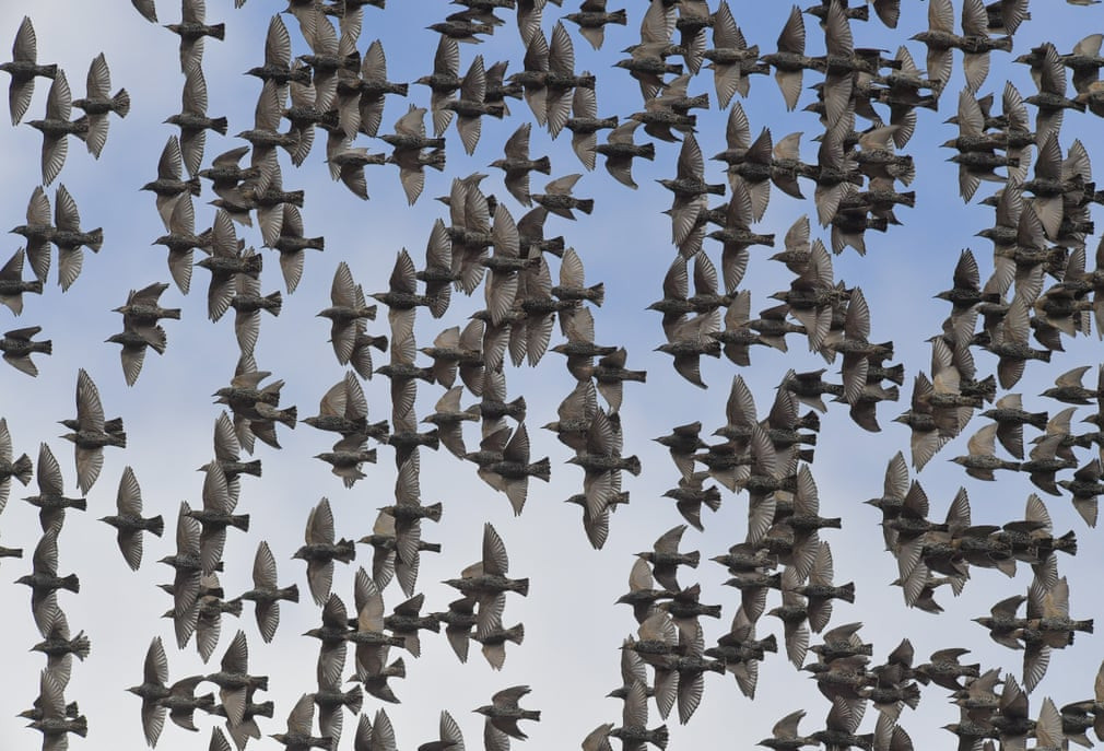 Đàn chim sáo đáo bay kín bầu trời ở Brandenburg, Steinhöfel, Đức. (Nguồn Guardian)