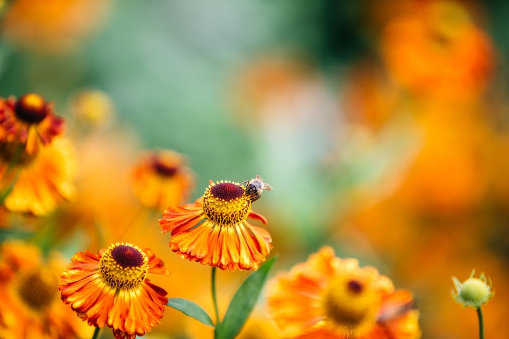 Ong hút phấn hoa trong trường đại học Bách thảo ở Anh. (Nguồn Guardian)