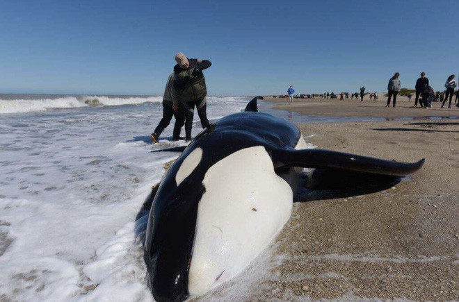 Người đàn ông chụp ảnh cá voi sát thủ mắc cạn trên bãi biển ở Mar Chiquita, Buenos Aires, Argentina. (Nguồn Guardian)