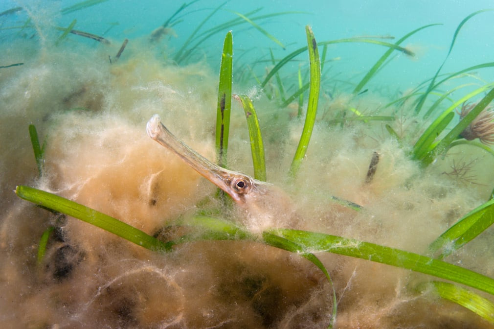 Cá chìa vôi bơi giữa đám tảo dưới đáy biển ở Dorset, Anh. (Nguồn Guardian)