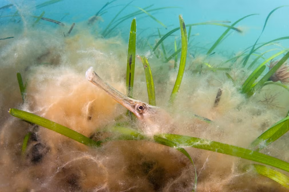 Cá chìa vôi bơi giữa đám tảo dưới đáy biển ở Dorset, Anh. (Nguồn Guardian)