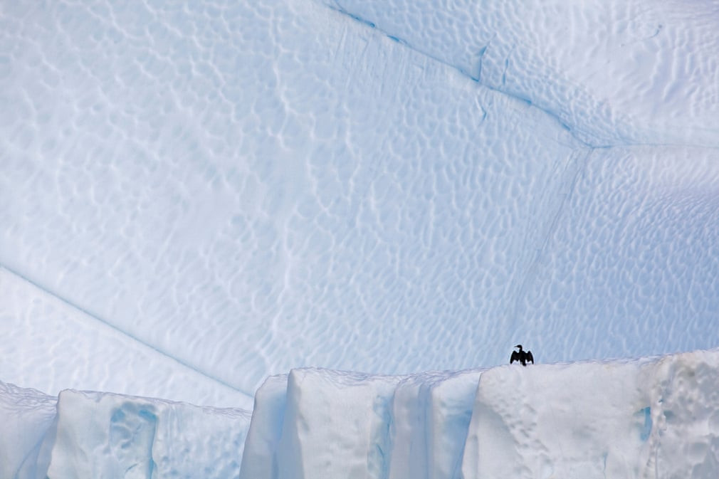 Chim cốc đậu trên vịnh Disko ở Ilulissat Icefjord, Greenland. (Nguồn Guardian)