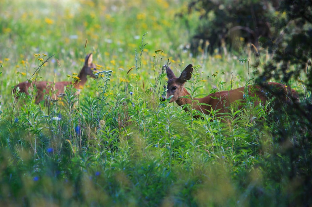 Hươu đỏ đứng trên cánh đồng gần thành phố Homokkomarom, Hungary. (Nguồn Guardian)