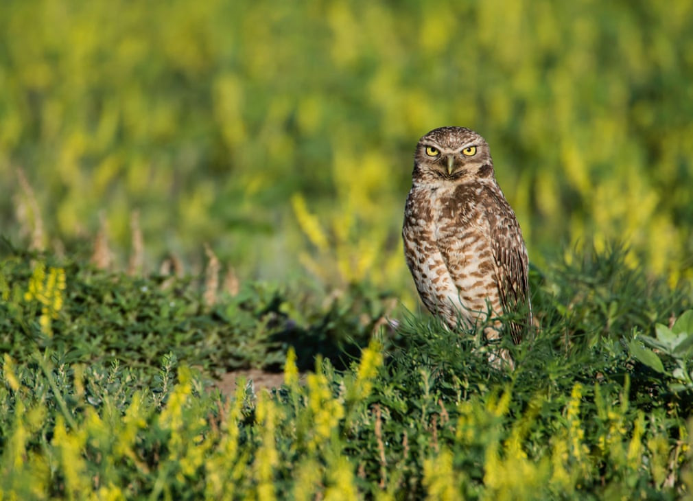 Chim cú đậu trên cánh đồng cỏ trong công viên quốc gia Badlands ở bang South Dakota, Mỹ. (Nguồn Guardian)