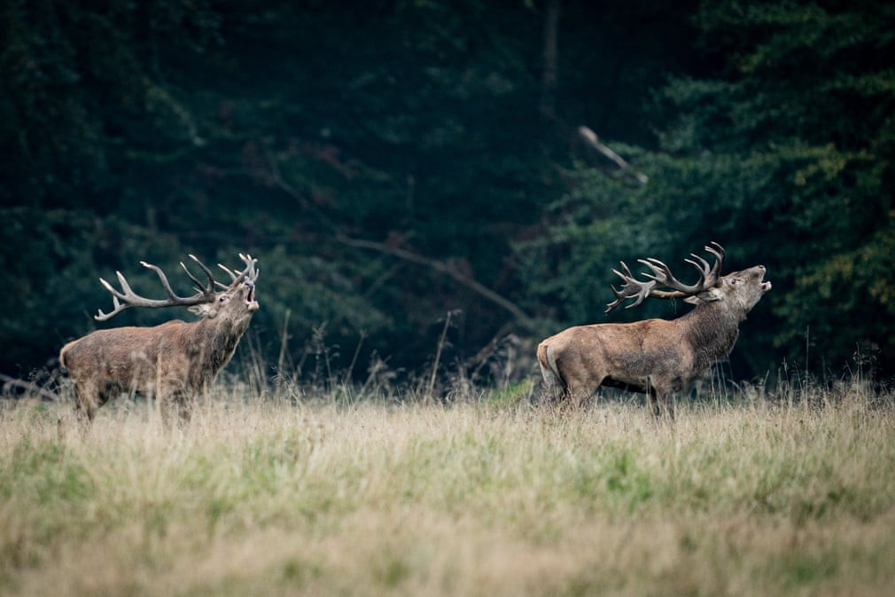 Hươu đực gọi bạn tình vào mùa sinh sản trong rừng ở Klampenborg, Đan Mạch. (Nguồn Guardian)