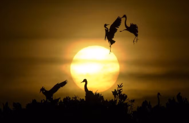 Cặp chim diệc nghỉ ngơi trên cây đước lúc hoàng hôn ở bãi biển Kajhu, tỉnh Aceh, Indonesia. (Nguồn Guardian)