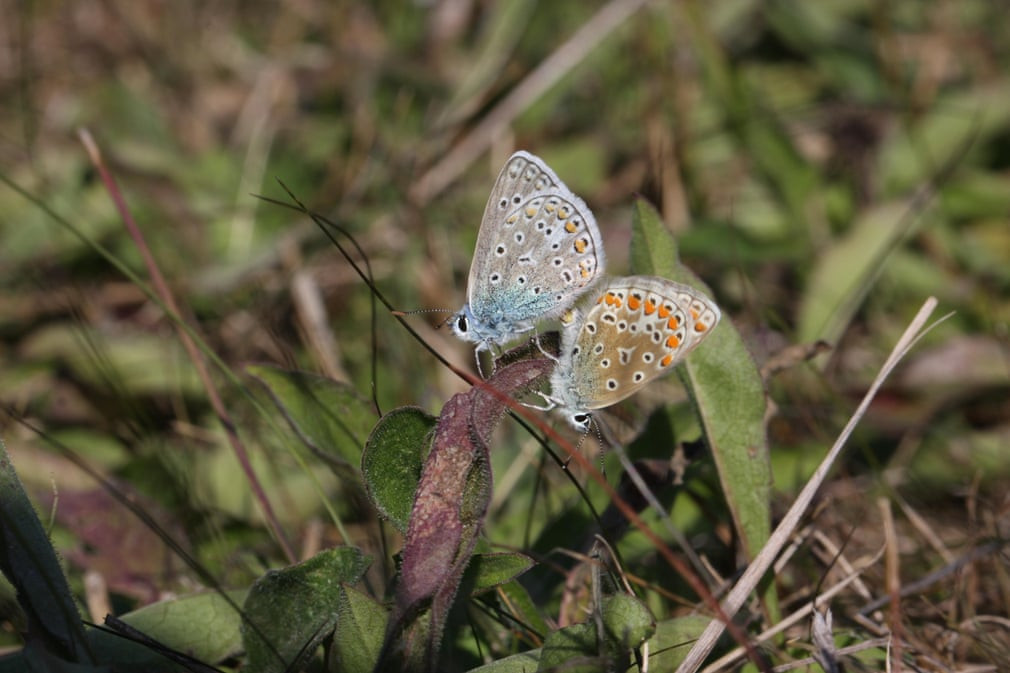 Cặp bướm giao phối với nhau ở Bertrange, Luxembourg. (Nguồn Guardian)
