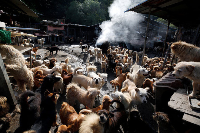 Những chú chó hoang được nuôi dưỡng tập trung tại trại Aerinwon ở thành phố Pocheon, Hàn Quốc (Nguồn Guardian)