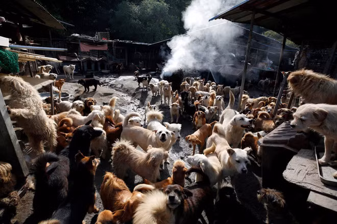 Những chú chó hoang được nuôi dưỡng tập trung tại trại Aerinwon ở thành phố Pocheon, Hàn Quốc (Nguồn Guardian)