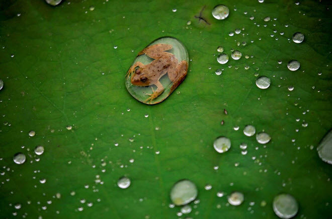 Ếch con nằm trên lá sen sau một trận mưa ở thành phố Lalitpur, Nepal. (Nguồn Guardian)