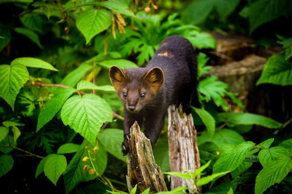 Chồn kiếm ăn trong khu bảo tồn Baikal gần ngôi làng Tankhoi, Nga. (Nguồn Guardian)