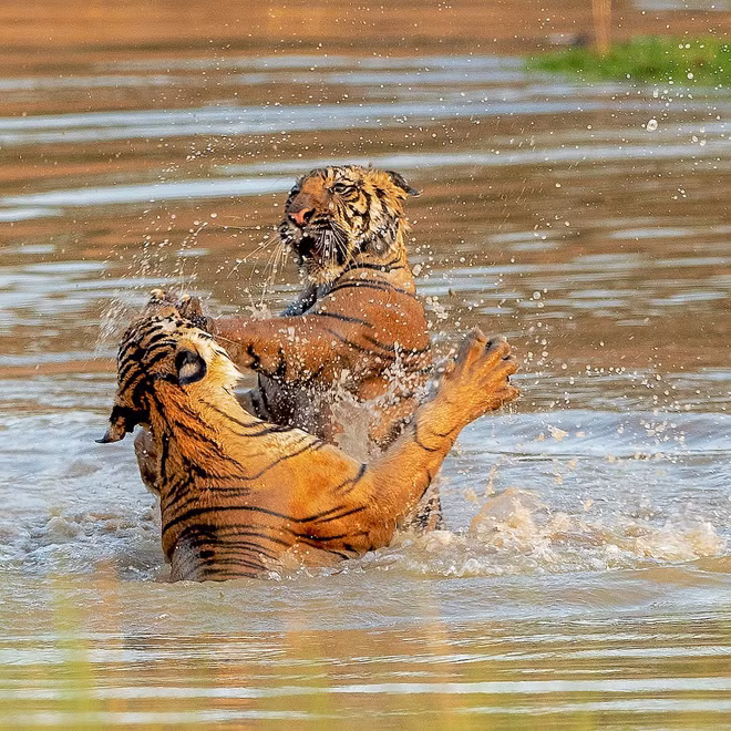 Hình ảnh động vật ấn tượng cặp hổ thủy chiến dưới hồ nước trong khu bảo tồn động vật hoang dã Bandhavgarh ở Madhya Pradesh, Ấn Độ. (Nguồn Guardian)