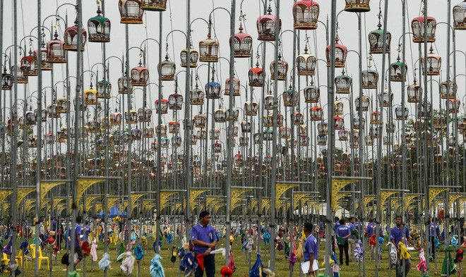 Những con chim được nhốt trong lồng tại cuộc thi chim hót ở tỉnh Narathiwat, Thái Lan. (Nguồn Guardian)