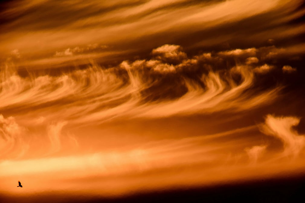 Chim bay trên nền trời lúc bình minh ở Karancsság, Hungary. (Nguồn Guardian)