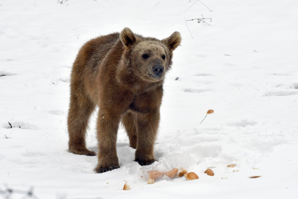 Gấu con tìm kiếm thức ăn trong thành phố Kars, Thổ Nhĩ Kỳ. (Nguồn Guardian)