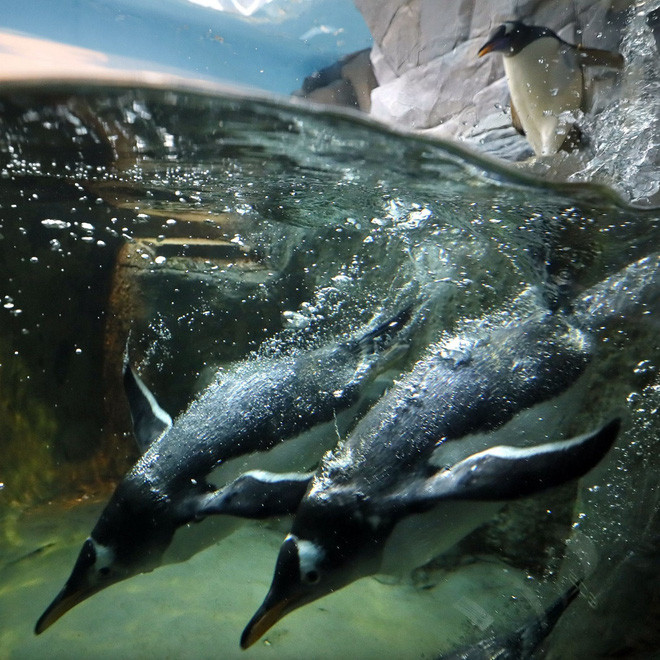 Chim cánh cụt bơi trong bể tại vườn thú ở thành phố Moscow, Nga. (Nguồn Guardian)
