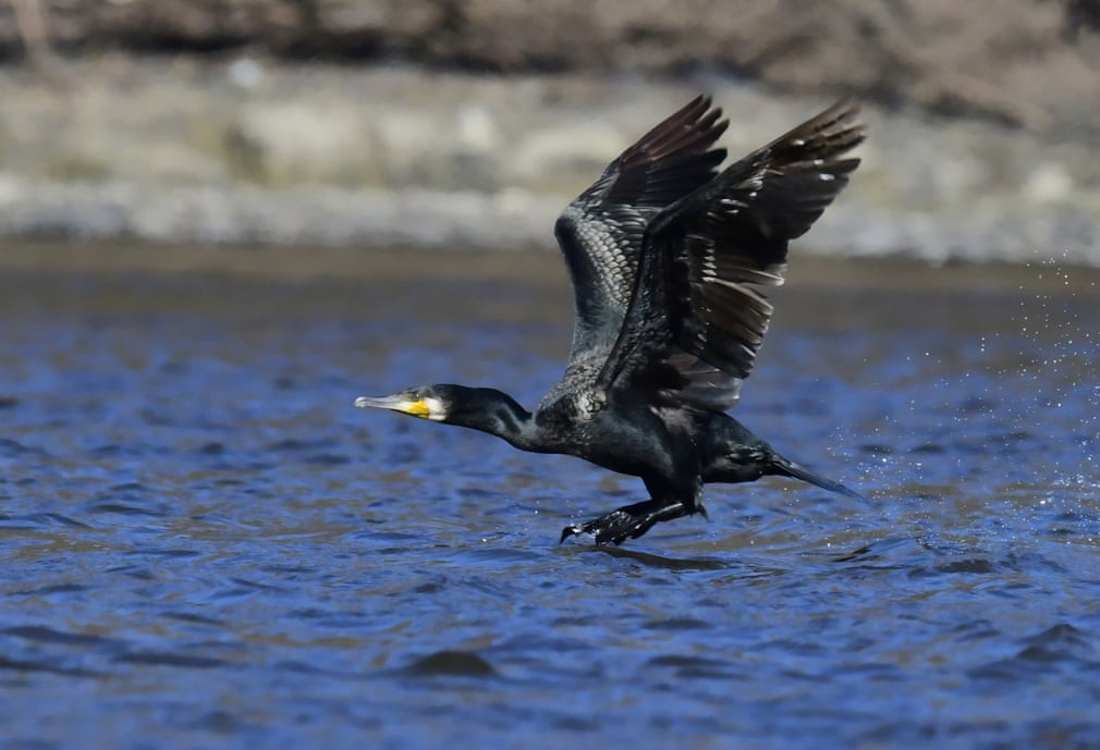 Chim cốc bay trên mặt nước ở tỉnh Hắc Long Giang, Trung Quốc. (Nguồn Guardian)