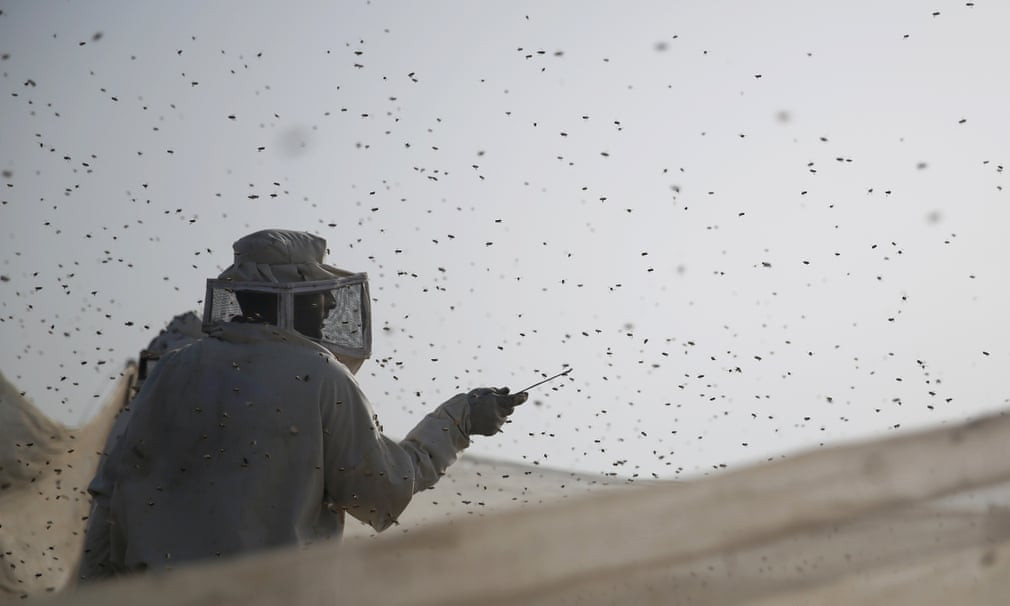 Những con ong bao quanh công nhân lấy mật tại một trang trại nuôi ong ở Khan Younis, Dải Gaza. (Nguồn Guardian)