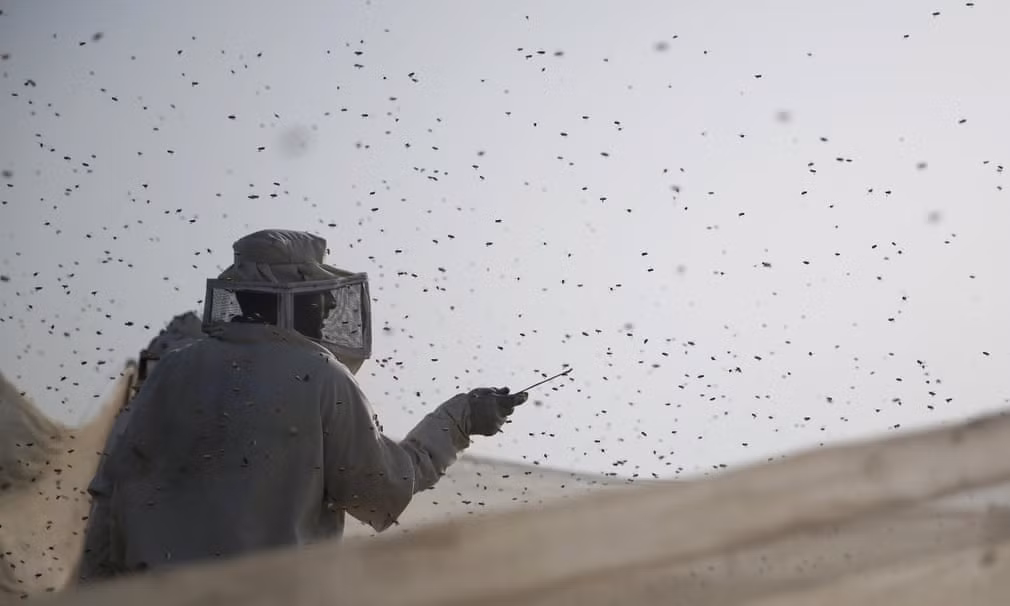 Những con ong bao quanh công nhân lấy mật tại một trang trại nuôi ong ở Khan Younis, Dải Gaza. (Nguồn Guardian)