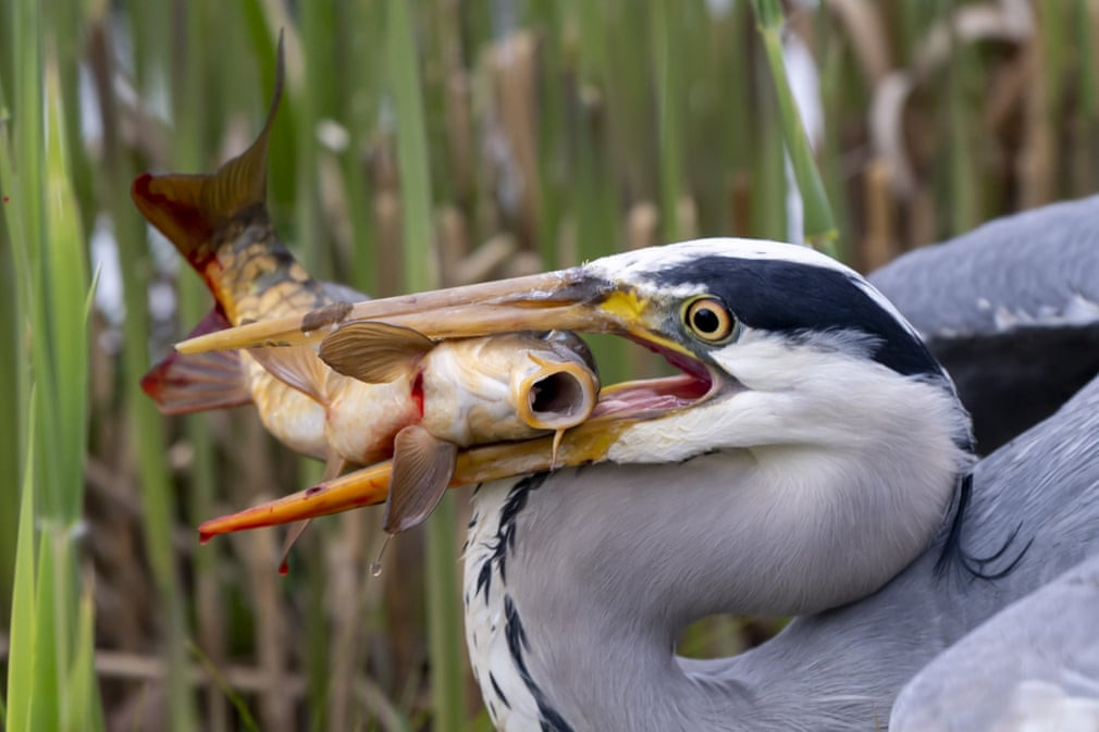 Hình ảnh động vật ấn tượng ghi cảnh chim diệc xám bắt được một con cá chép tại thành phố Geneva, Thụy Sĩ. (Nguồn Guardian)