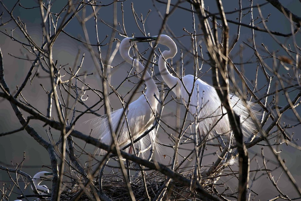 Cặp diệc bạch tình tứ với nhau trong mùa sinh sản trên tổ của chúng ở thành phố Đan Đông, Trung Quốc. (Nguồn Guardian)
