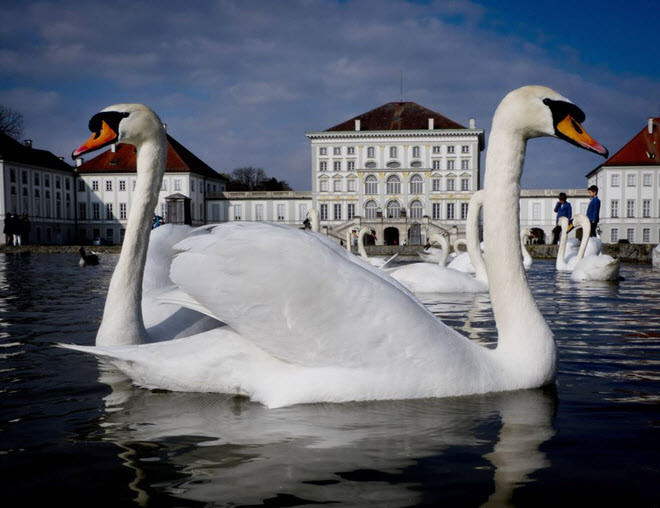 Thiên nga bơi trong hồ nhỏ trước lâu đài Nymphenburg ở thành phố Munich, Đức. (Nguồn Guardian)
