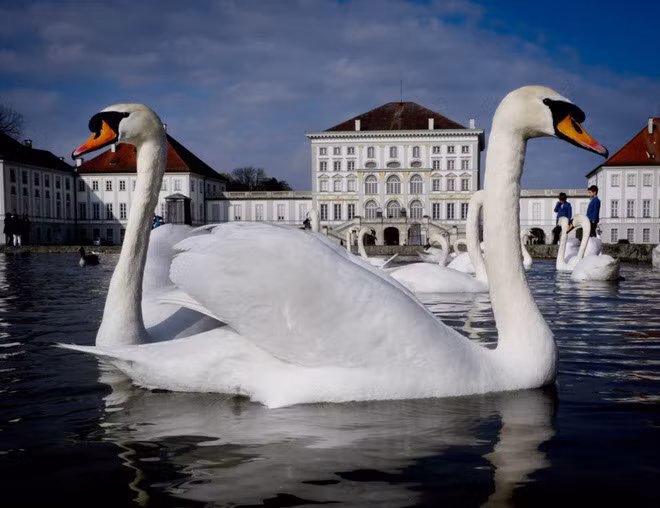 Thiên nga bơi trong hồ nhỏ trước lâu đài Nymphenburg ở thành phố Munich, Đức. (Nguồn Guardian)