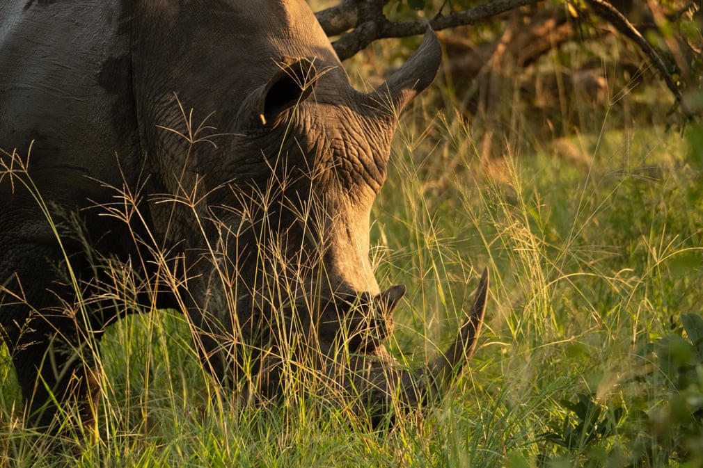 Tê giác trắng đi lang thang trong khu bảo tồn Sabi Sands ở Nam Phi. (Nguồn Guardian)