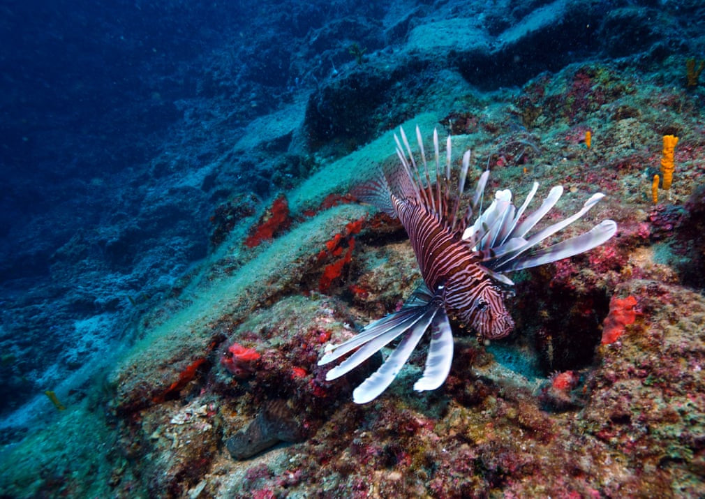 Cá sư tử bơi ở ngoài khơi bờ biển thành phố Antalya, Thổ Nhĩ Kỳ. (Nguồn Guardian)