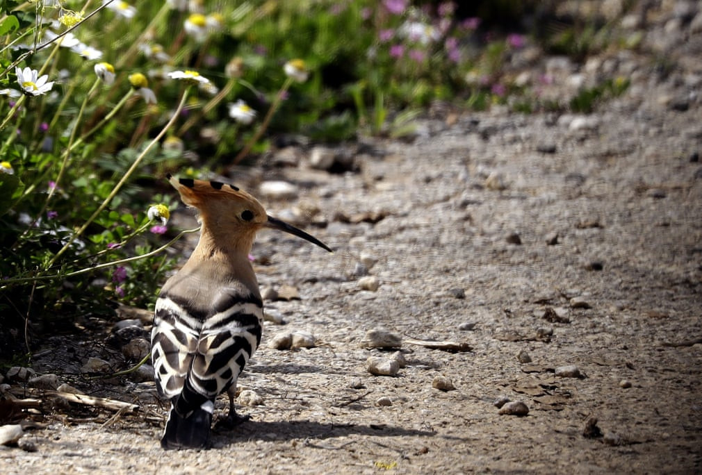 Chim đầu rìu kiếm ăn trên cánh đồng tại ngôi làng Damour ở Li Băng. (Nguồn Guardian)