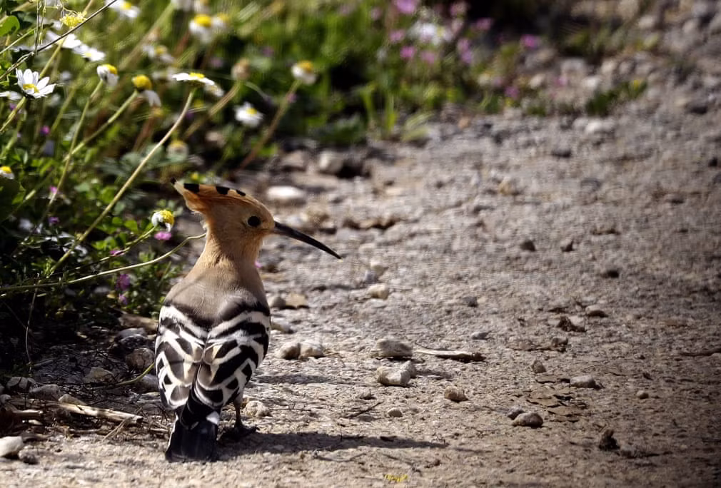 Chim đầu rìu kiếm ăn trên cánh đồng tại ngôi làng Damour ở Li Băng. (Nguồn Guardian)