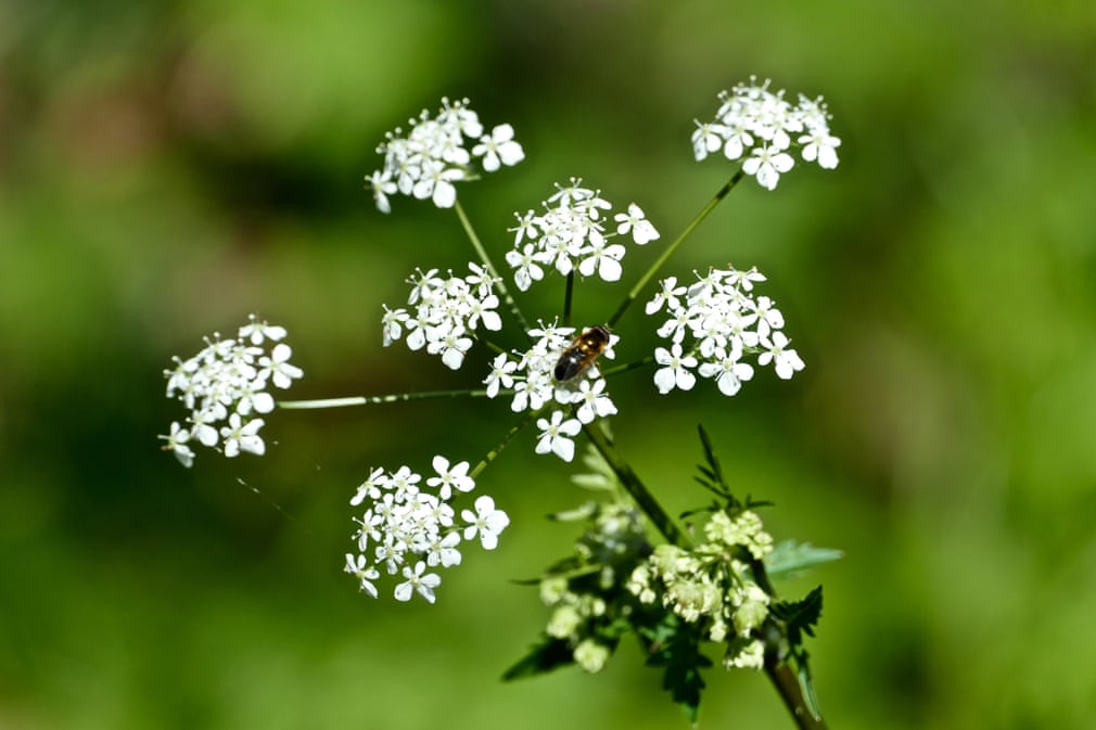 Ong hút phấn hoa dưới trời nắng trên bờ sông Thames ở Hurley, Anh. (Nguồn Guardian)