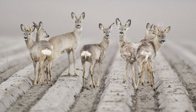 Những con hươu đứng trên cánh đồng gần thành phố Hildesheim, Đức. (Nguồn Guardian)