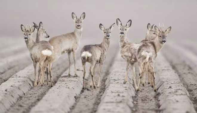 Những con hươu đứng trên cánh đồng gần thành phố Hildesheim, Đức. (Nguồn Guardian)