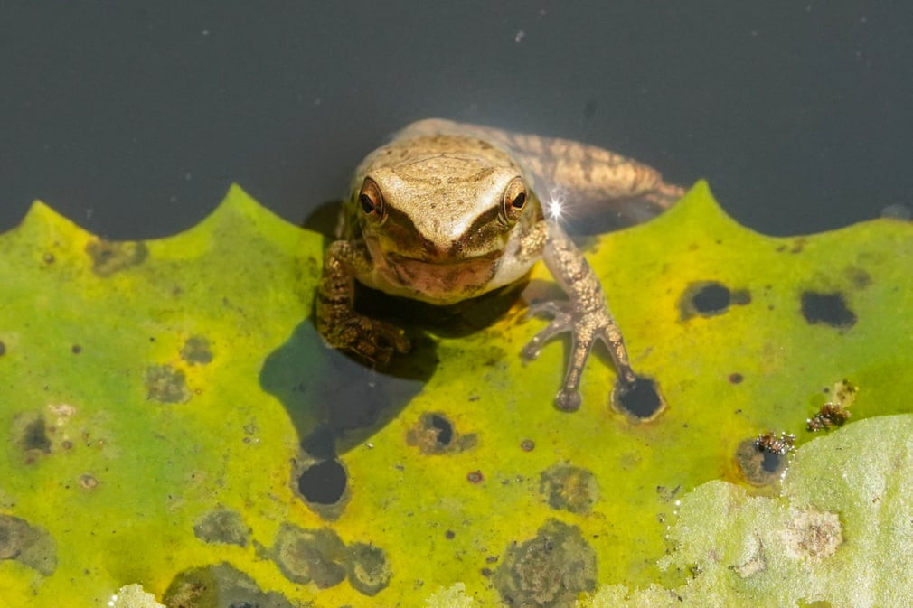 Ếch cây vàng nghỉ ngơi trên một chiếc lá lớn ở Langkawi, Malaysia. (Nguồn Guardian)