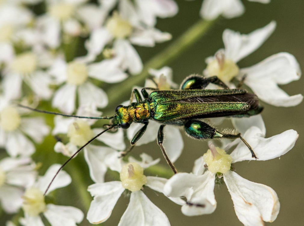 Bọ cánh cứng đậu trên bờ sông ở Anh. (Nguồn Guardian)