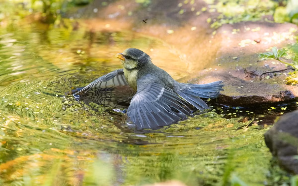 Chim sẻ tắm mát dưới hồ nước trong một ngày nắng đẹp ở Stirlingshire, Anh. (Nguồn Guardian)
