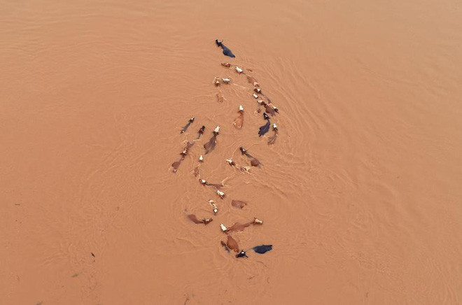 Đàn gia súc mắc kẹt trong nước lũ sau mưa lớn tại thành phố Cát An, tỉnh Giang Tây, Trung Quốc. (Nguồn Guardian)