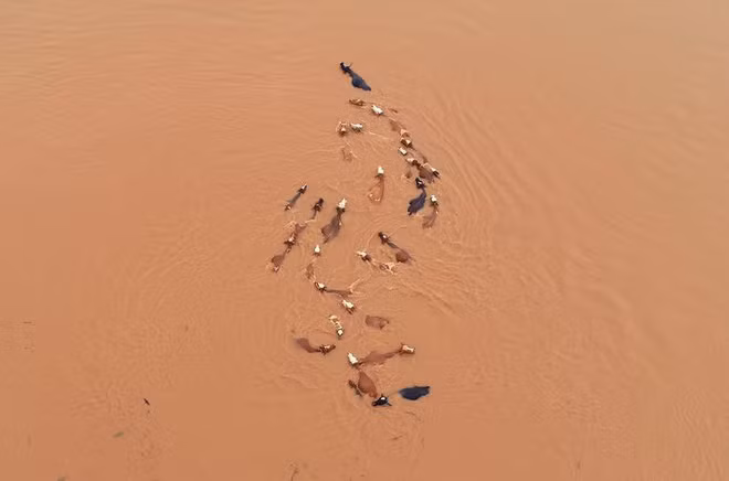 Đàn gia súc mắc kẹt trong nước lũ sau mưa lớn tại thành phố Cát An, tỉnh Giang Tây, Trung Quốc. (Nguồn Guardian)