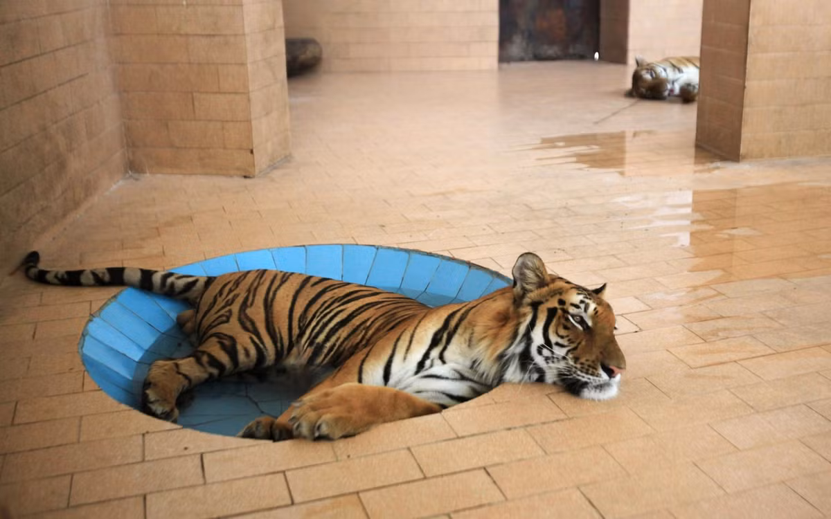 Hổ nằm giải nhiệt trong bể nước tại một vườn thú ở thành phố Lahore, Pakistan. (Nguồn Guardian)