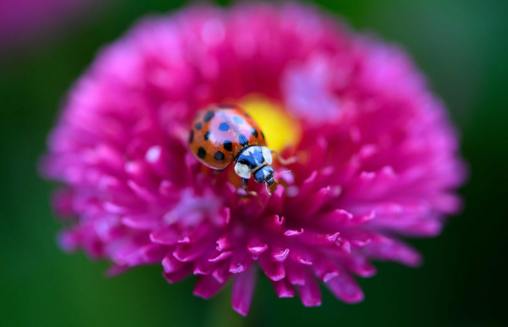 Bọ rùa nghỉ ngơi trên bông hoa cúc ở thành phố Munich, Đức. (Nguồn Guardian)
