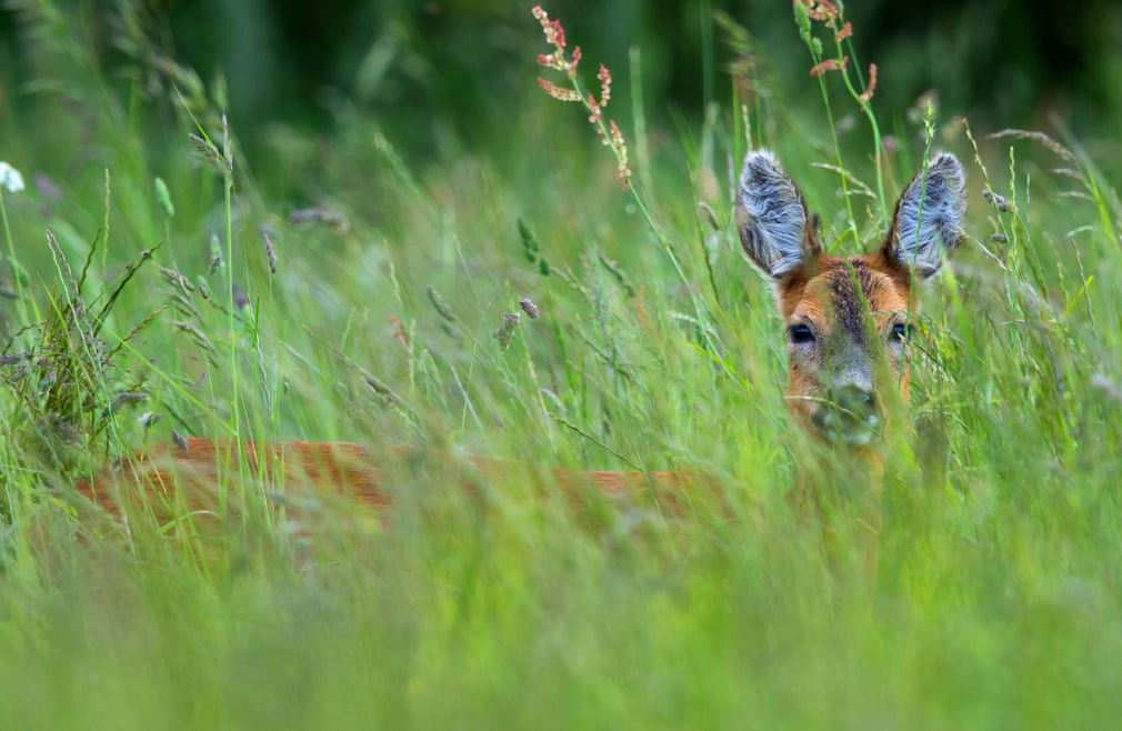 Hươu đứng trên đồng cỏ ở Cotswold Hills, Gloucestershire, Anh. (Nguồn Guardian)